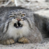 1. Manul ou Gato-de-Pallas