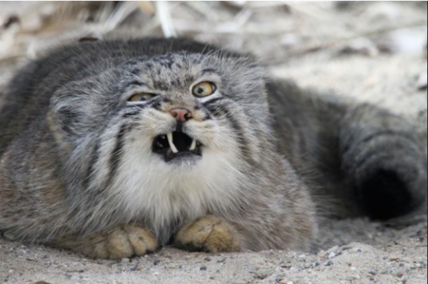 1. Manul ou Gato-de-Pallas
