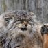 2. Manul ou Gato-de-Pallas