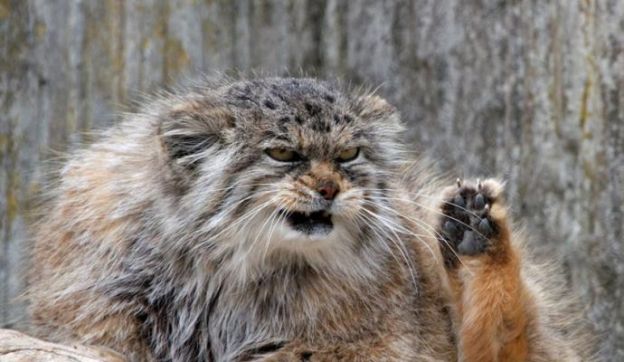 2. Manul ou Gato-de-Pallas