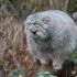 3. Manul ou Gato-de-Pallas