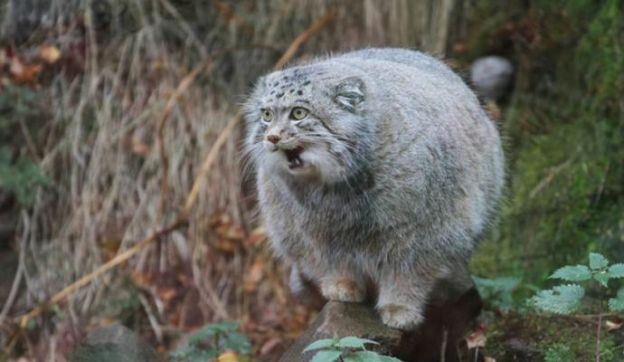 3. Manul ou Gato-de-Pallas