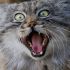 4. Manul ou Gato-de-Pallas