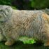 5. Manul ou Gato-de-Pallas