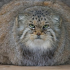 6. Manul ou Gato-de-Pallas