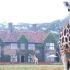 Giraffe Manor