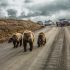 No Alasca, um urso pardo e seus filhotes causam um engarrafamento na estrada Park Road, aberta a veículos particulares apenas cinco dias por verão.