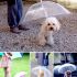 Guarda-chuva para cães