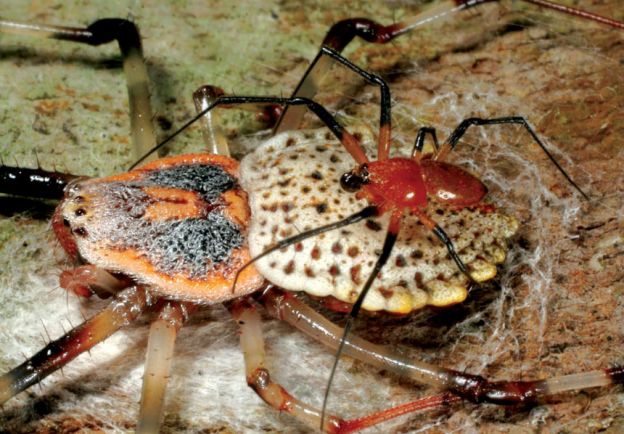 Herennia multipuncta