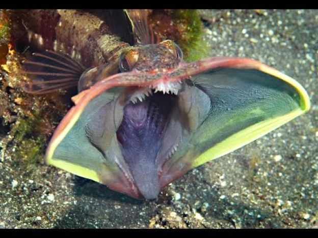 Fringehead Sarcástico