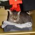 8 - Seu gato adora dormir dentro do seu guarda roupas. Certamente, ele se sente seguro com o seu cheiro.