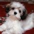 6ª - lhasa apso: