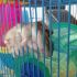 18 - Hamster ninja dormindo perdurado na parede de sua jaula