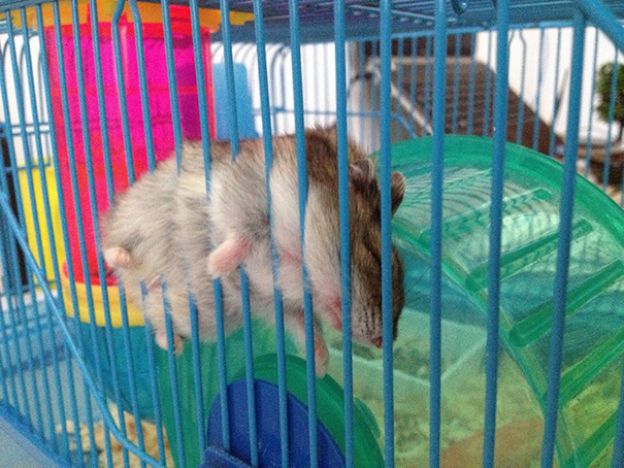 18 - Hamster ninja dormindo perdurado na parede de sua jaula
