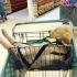 20 - Cãozinho dormindo no bebê conforto do supermercado