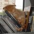 23 - Gatinho tirando aquela soneca no meio dos livros da estante
