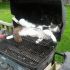 24 - Sem nenhum receio, este gatinho escolheu a churrasqueira para tirar aquela soneca