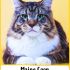 Maine Coon