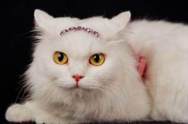 01. Cat Model Nikole