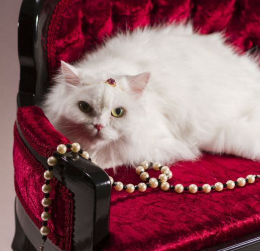 02. Cat Model Nikole