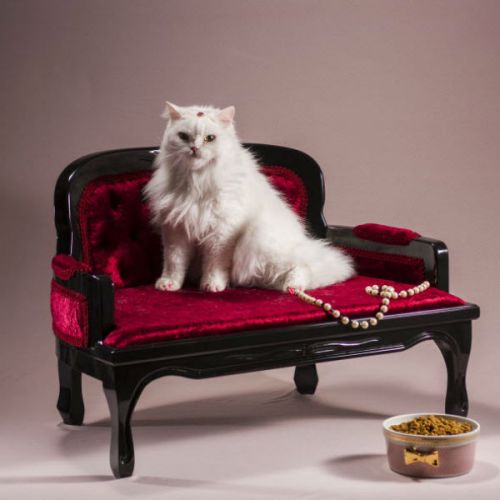 03. Cat Model Nikole