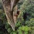 Um orangotando escalando uma árvore, em Bornéu. Os machos da espécie chegam a pesar 200 quilos.