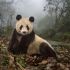 Ye Ye é um panda gigante de 16 anos de idade, no abrigo selvagem na Reserva Natural Wolong, na China.