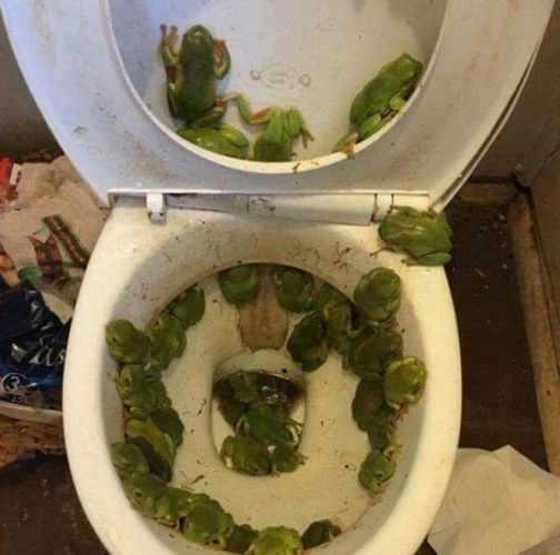 Pererecas atrás de pererecas, ou de pintos