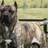 Perro de Presa Canario