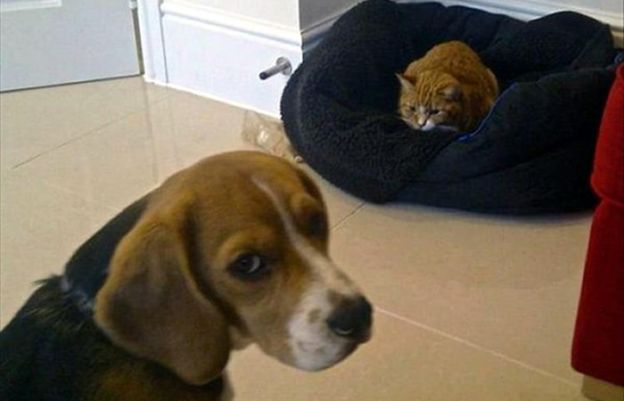 1. Quem manda na casa é o gato