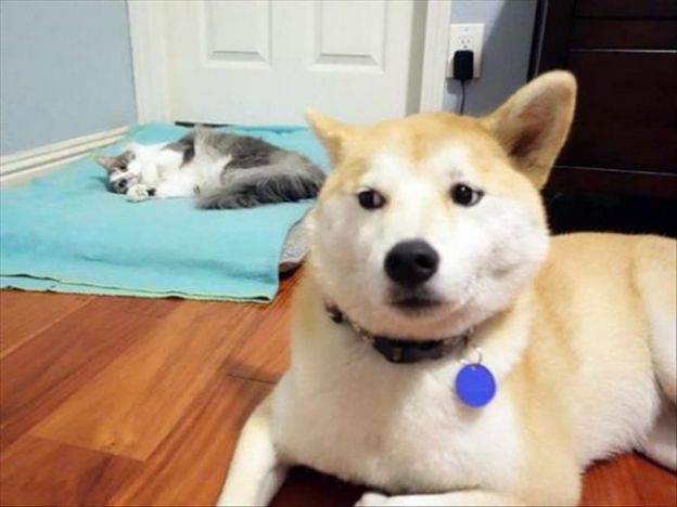 3. Quem manda na casa é o gato