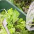 Maltratar suas folhas de alface e saladas verdes em geral