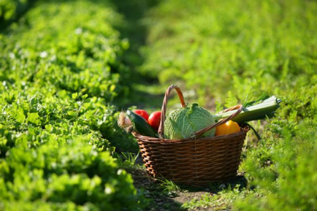 Replantando legumes e verduras