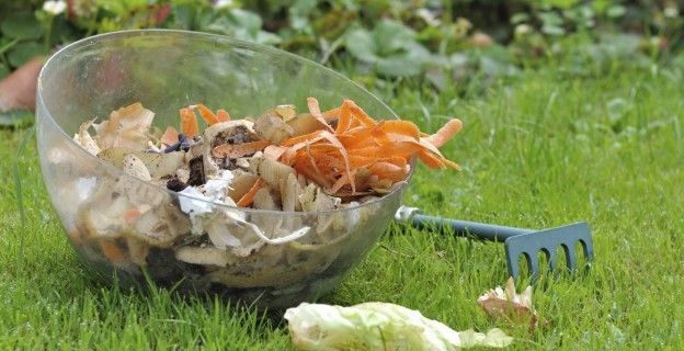 As cascas de legumes