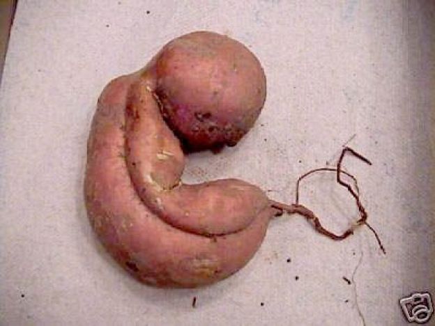 A BATATA DOCE SINISTRA...