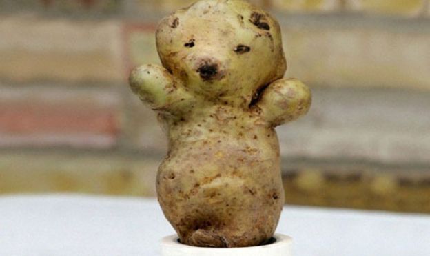 BATATA-URSO, a melhor amiga das crianças
