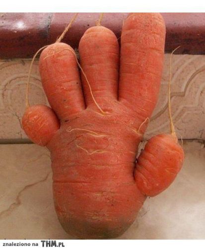 A CENOURA-MÃO e seus cinco dedos
