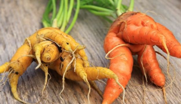 As apavorantes CENOURAS MUTANTES