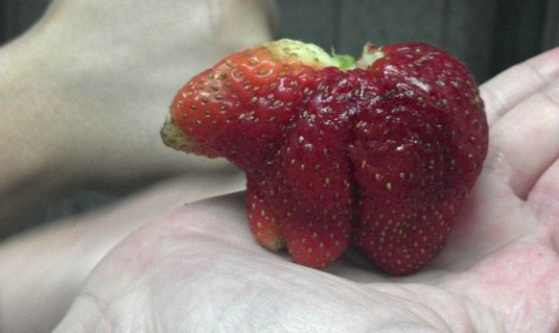 O MORANGO-URSÃO... ou seria um cachorro?