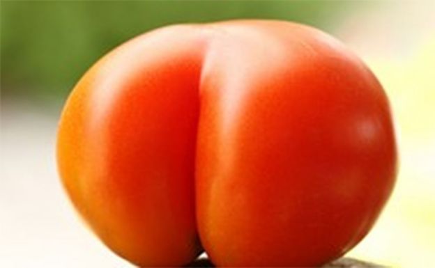 O TOMATE BUMBUM...