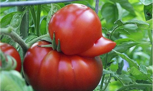Tomate pato: o irresistível