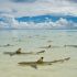 Descansando em centímetros de água morna, tubarões de recife pretos aguardam a maré encher a lagoa, no Atol Aldabra, no arquipélago de Seychelles.