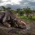 Na calada, caçadores abateram este rinoceronte negro por causa de seu chifre, no parque sul-africano de Hluhluwe-Imfolozi