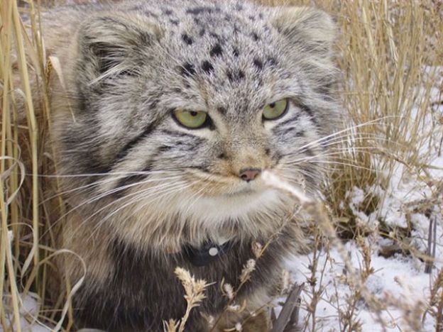 Gato-de-Pallas ou Manul