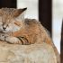 sand-cats-kittens-forever-12