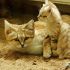 sand-cats-kittens-forever-14