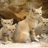 sand-cats-kittens-forever-15