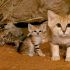 sand-cats-kittens-forever-1__880