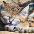 sand-cats-kittens-forever-3__880