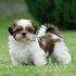 9ª - Shih Tzu: